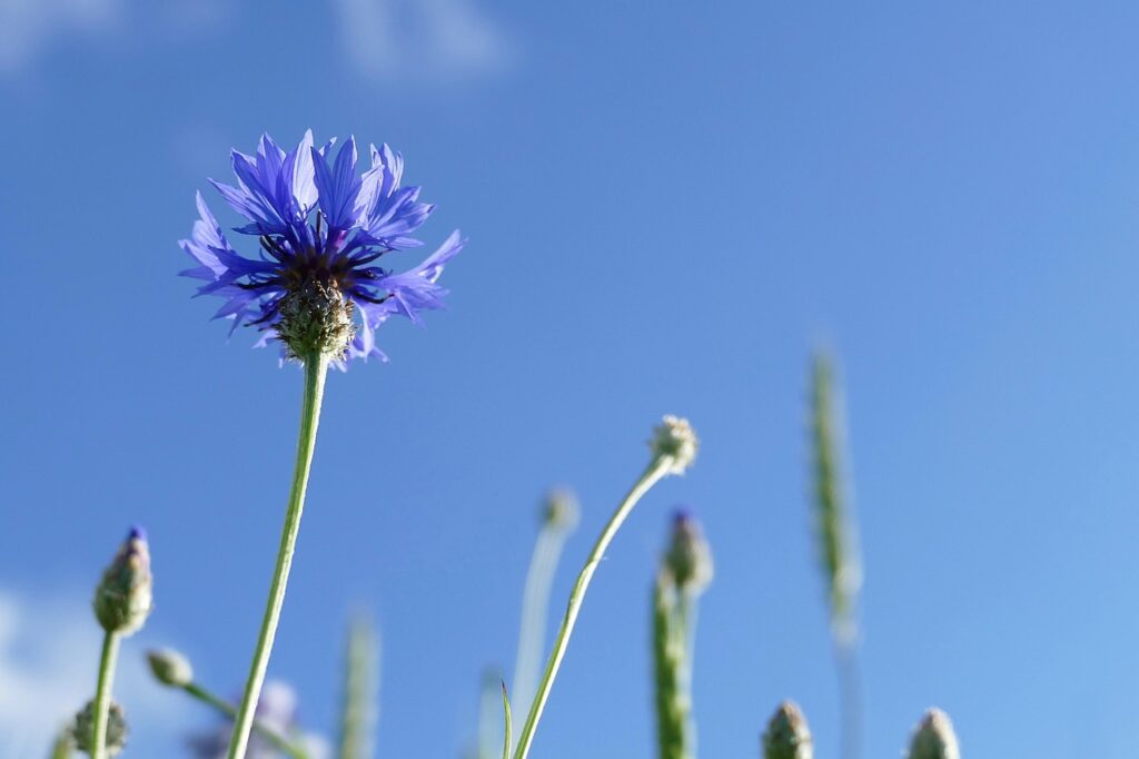 cornflower, cyanus segetum, centaurea cyanus, blossom, bloom, blue, plant, asteraceae, wildflower, nature, pointed flower